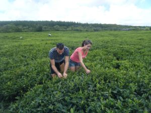 plantation-du-the