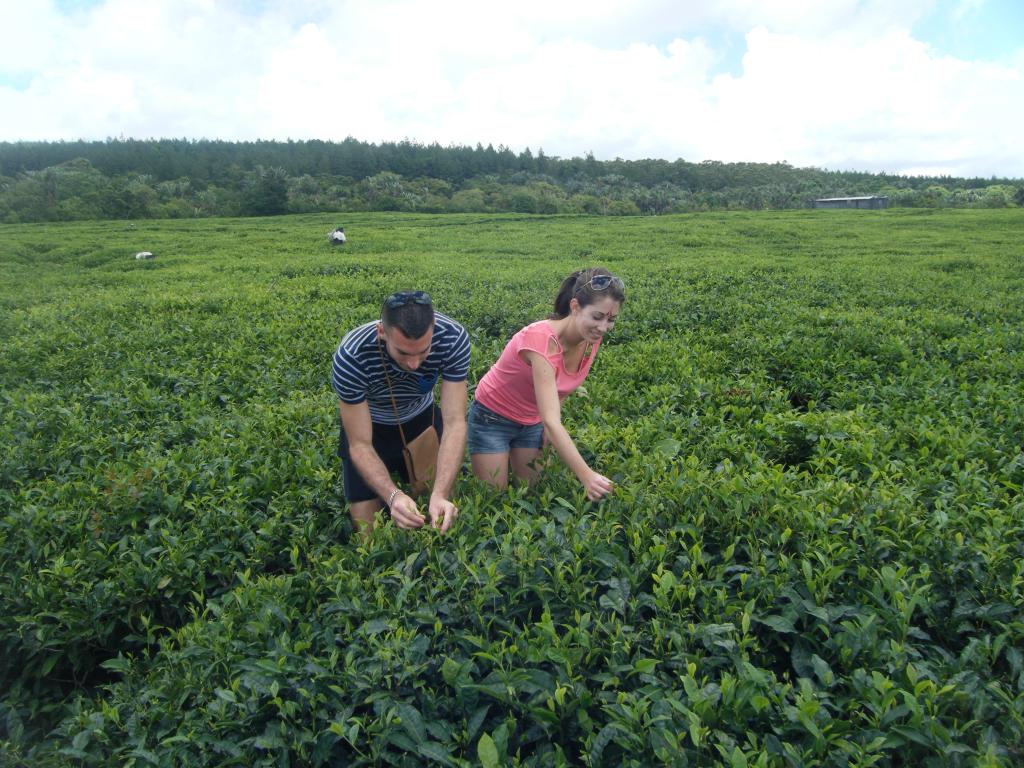 plantation-du-the