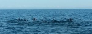 dolphin-watch-mauritius